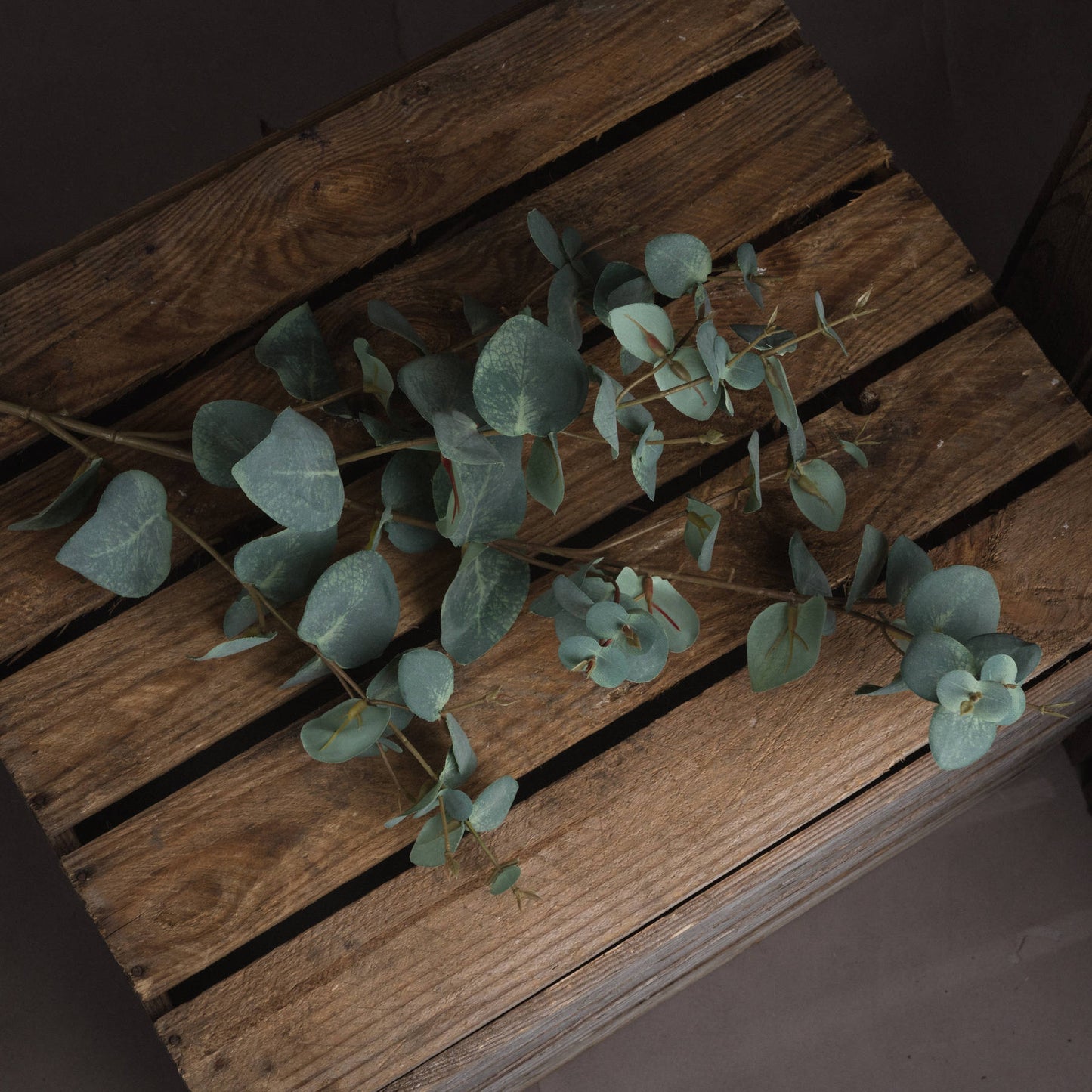 Variegated Eucalyptus image 3