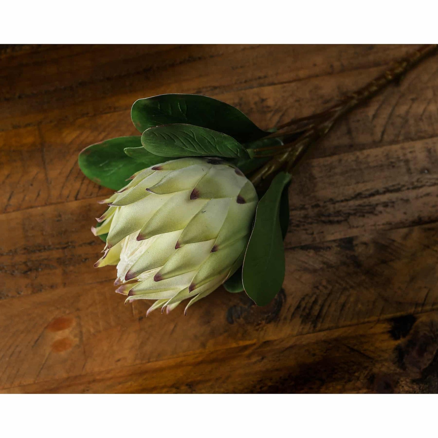 Large White Protea image 0