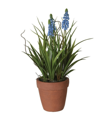 Muscari Terracotta Pot image 0