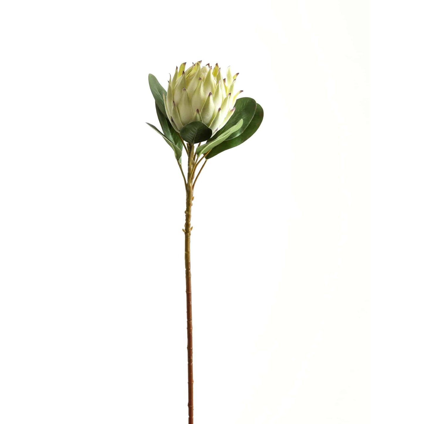 Large White Protea image 2