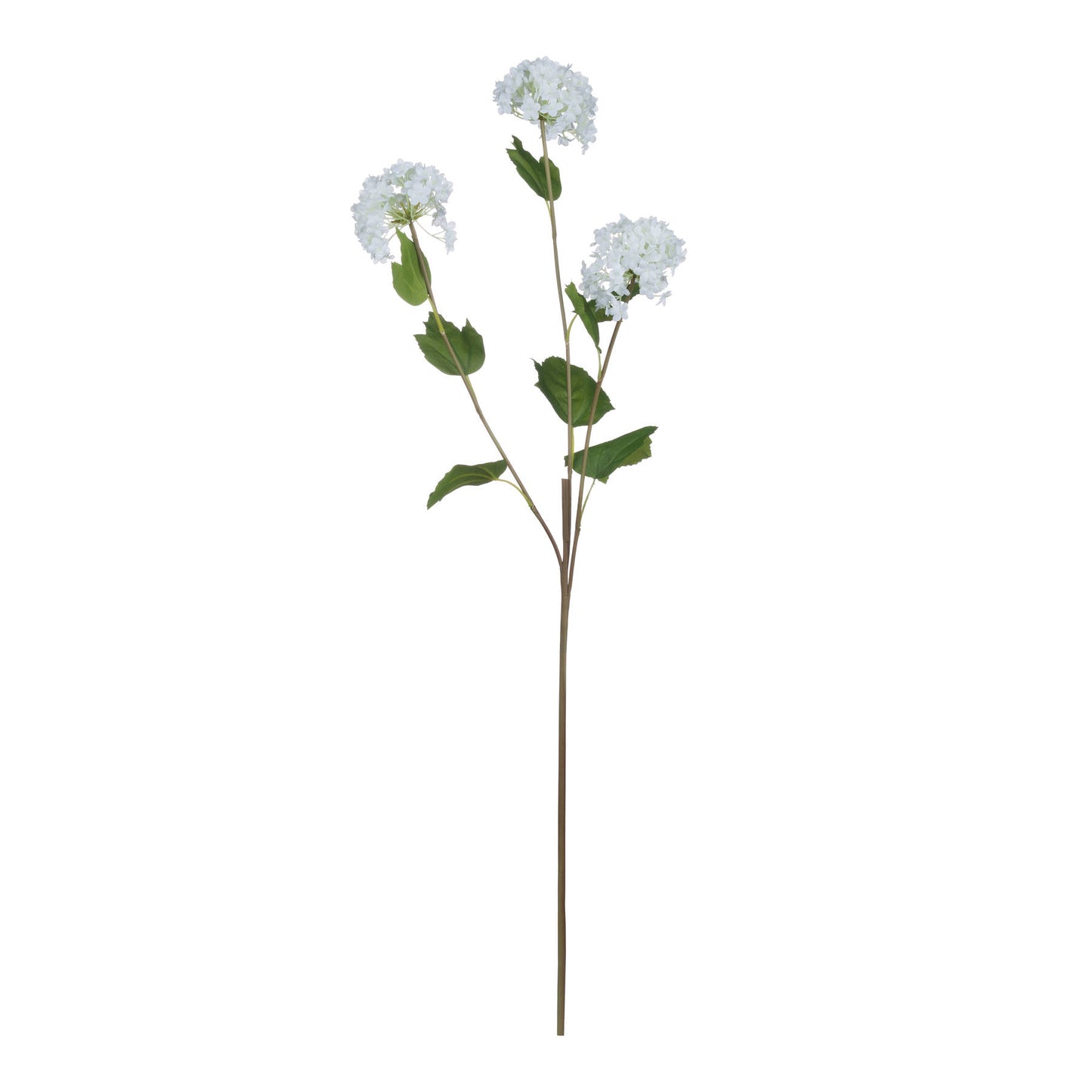 Viburnum Opulus image 1