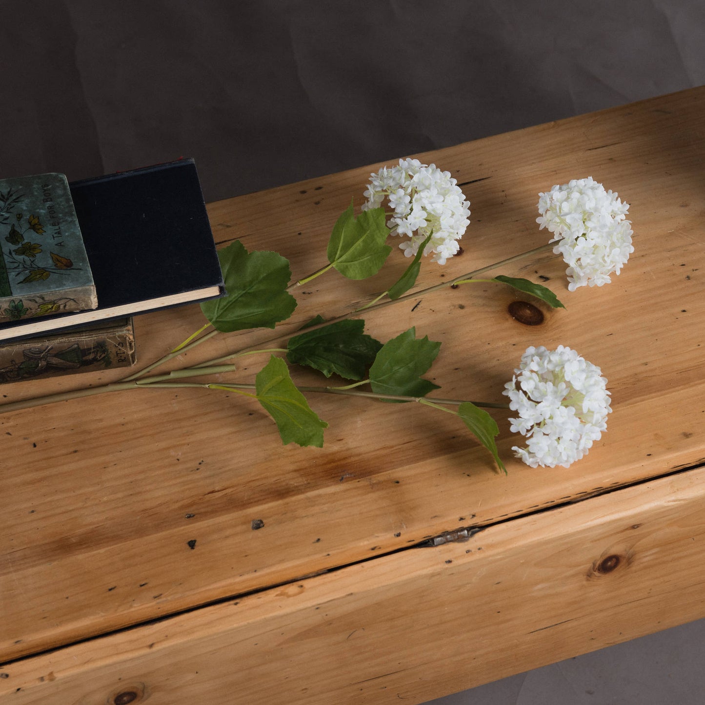 Viburnum Opulus image 3