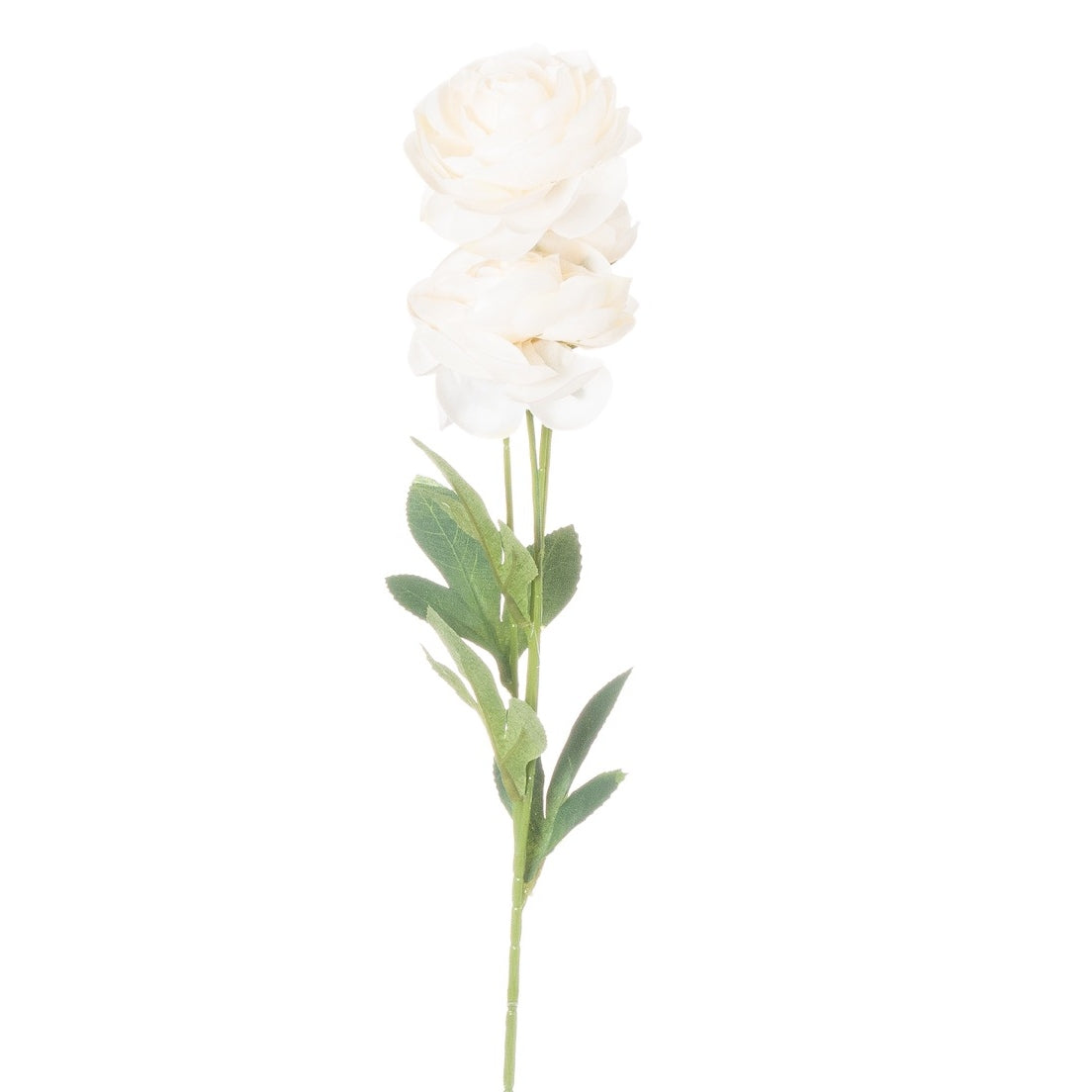Cream Ranunculus Stem