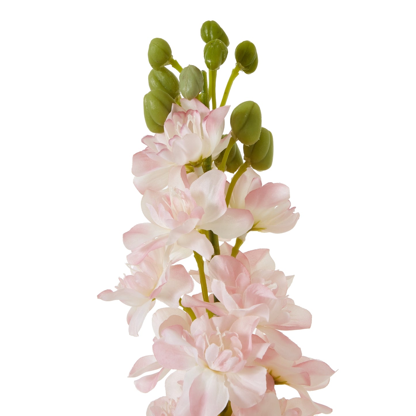 Pink Elatum Delphinium