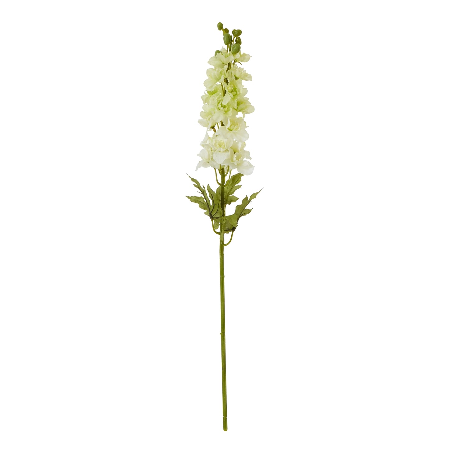 White Elatum Delphinium