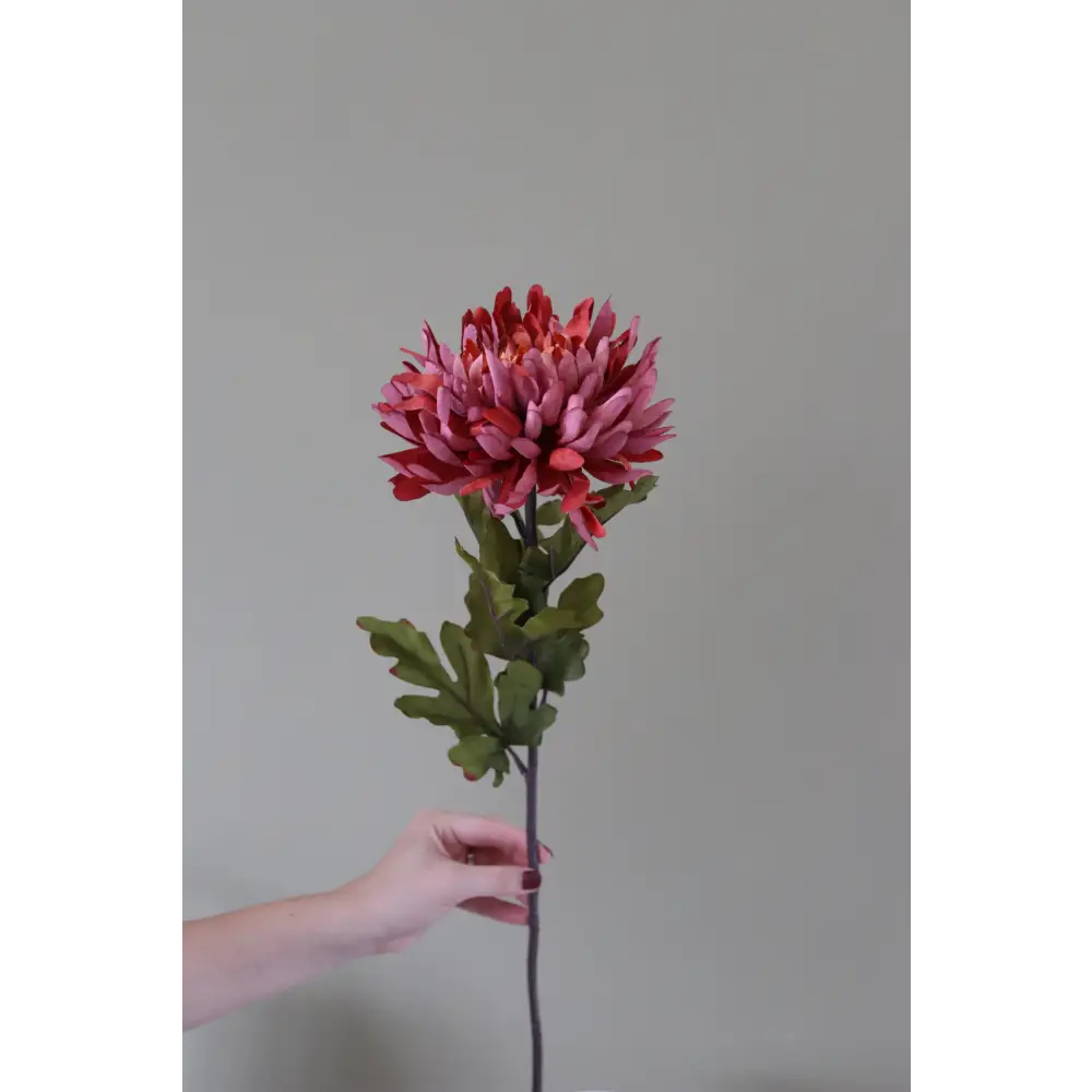 Autumn Spider Chrysanthemum