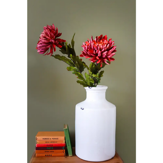 Autumn Spider Chrysanthemum