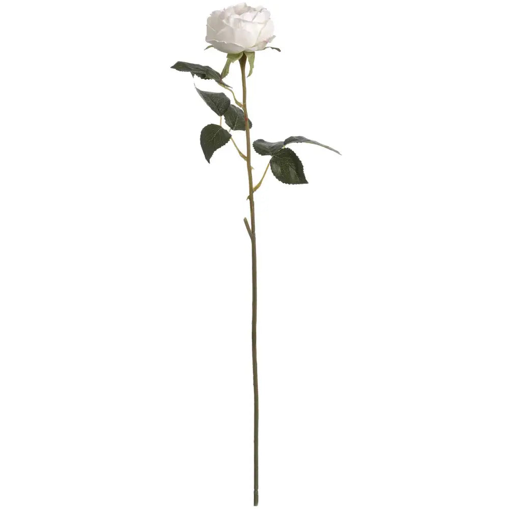 Blush Garden Rose Stem image 0