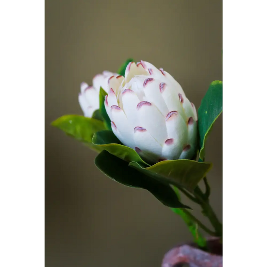 Closed White Protea