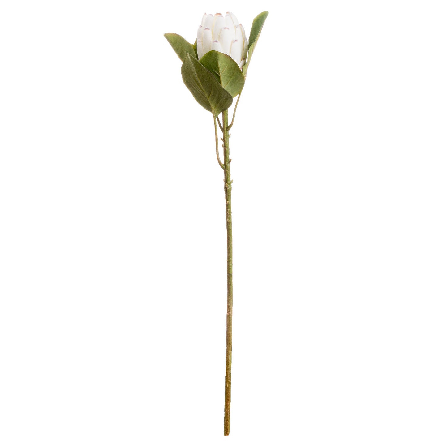 Closed White Protea image 0
