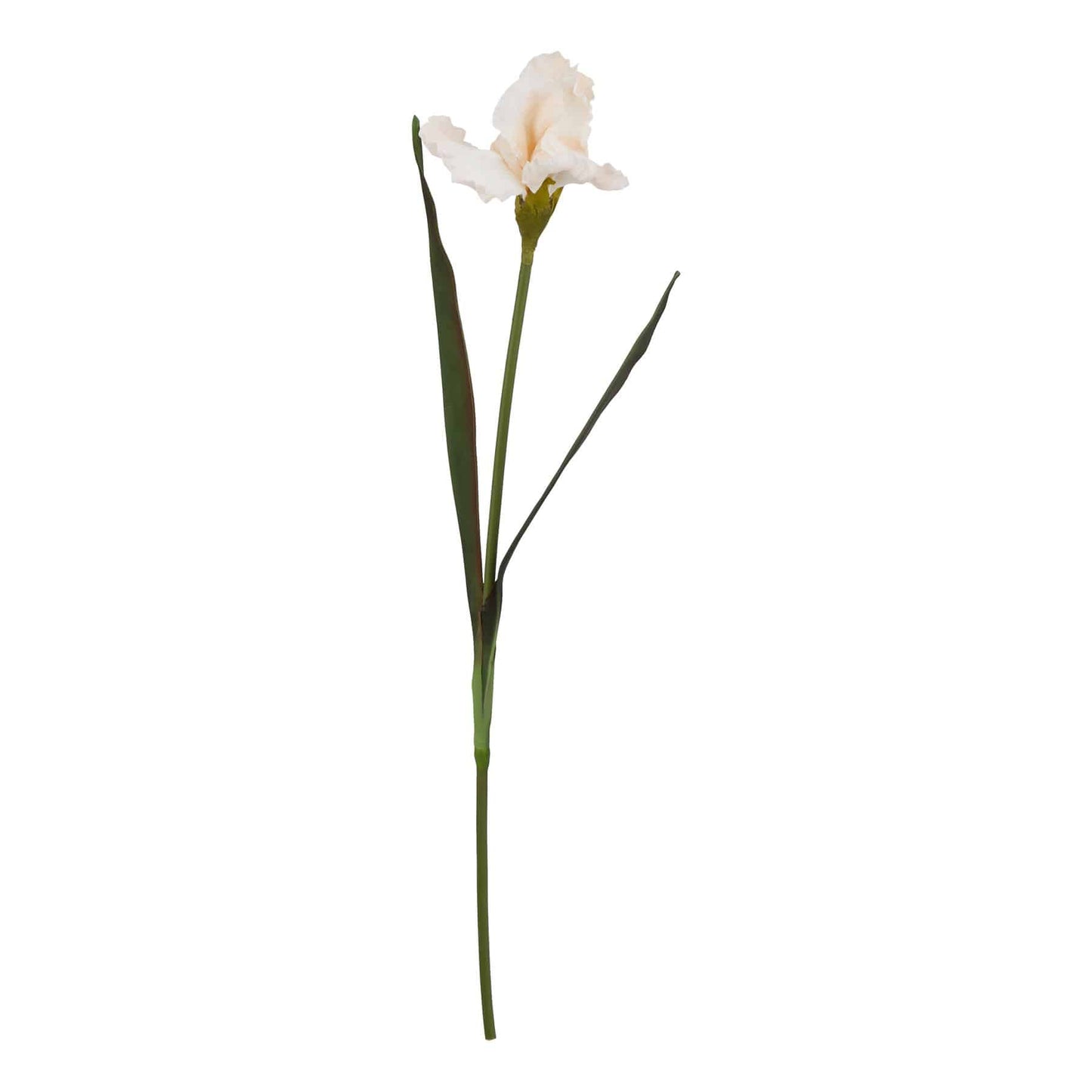 Pale Apricot Fringed Iris image 0