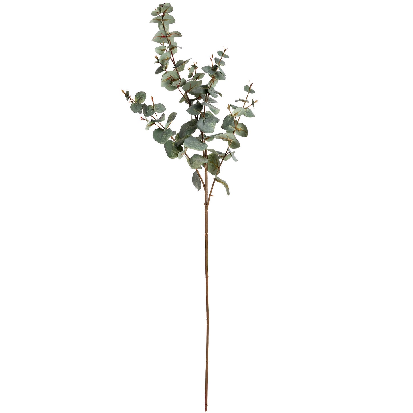 Variegated Eucalyptus image 1