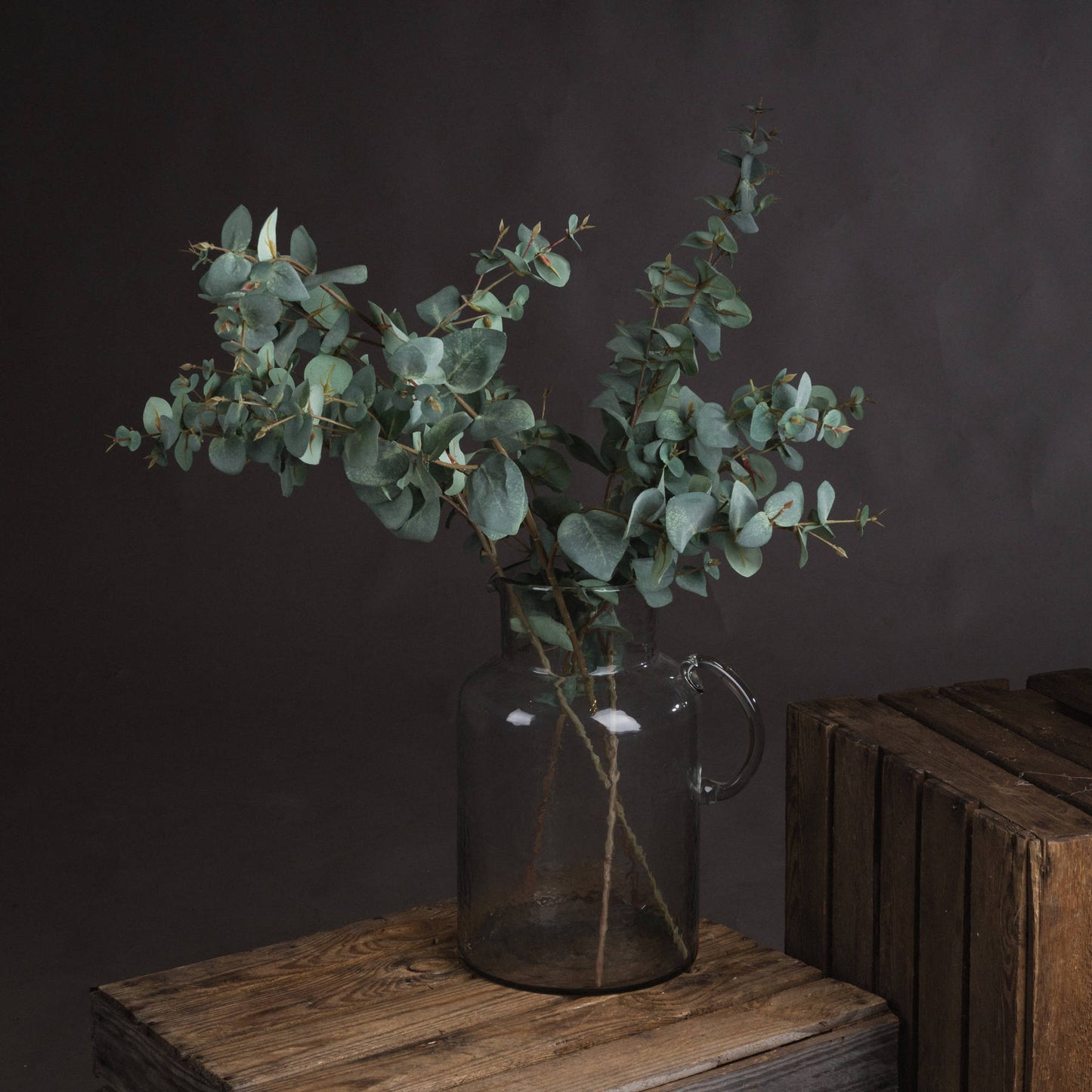 Variegated Eucalyptus image 2