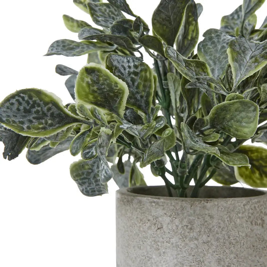 Giana Eucalyptus Plant In Grey Pot
