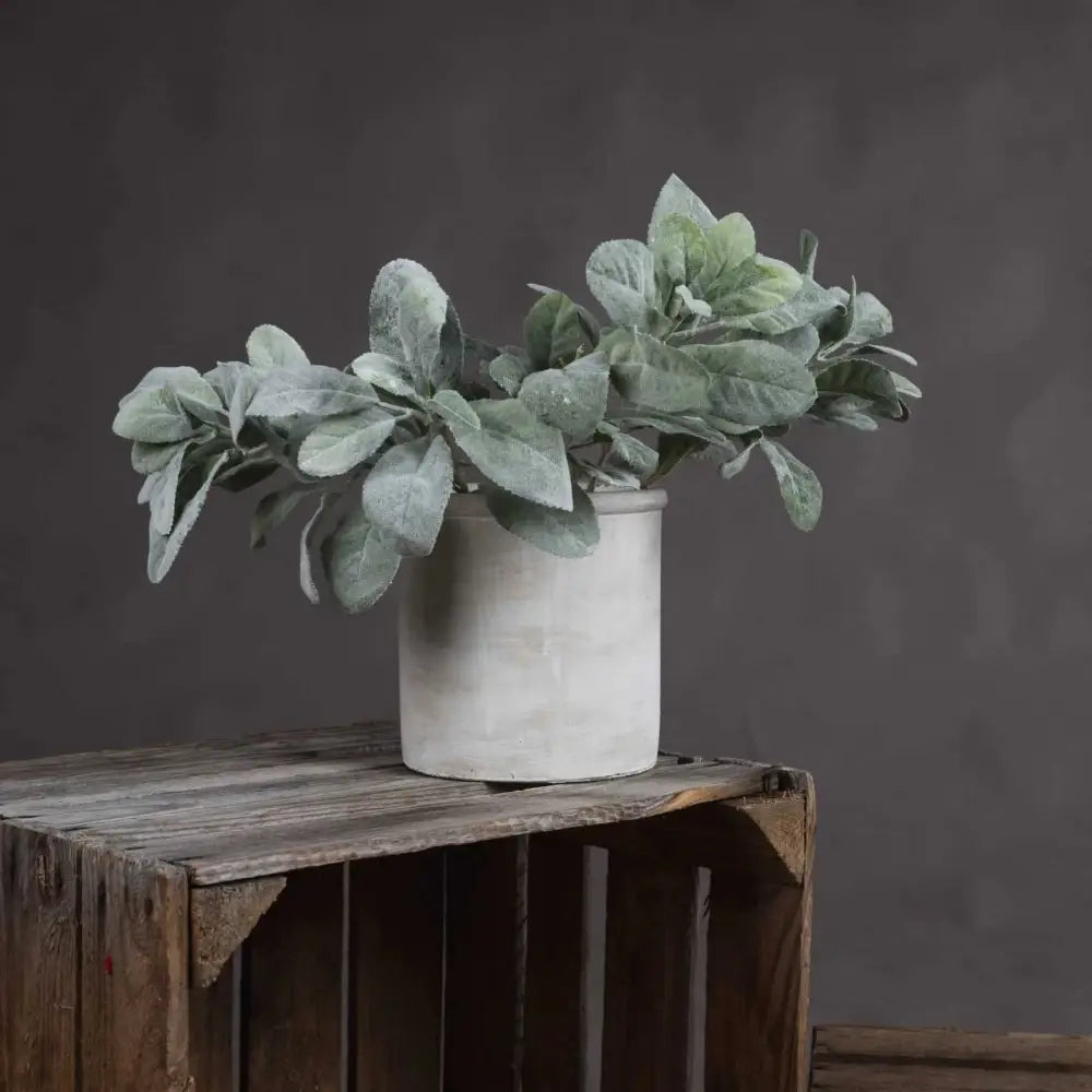 Lambs Ear Spray image 1