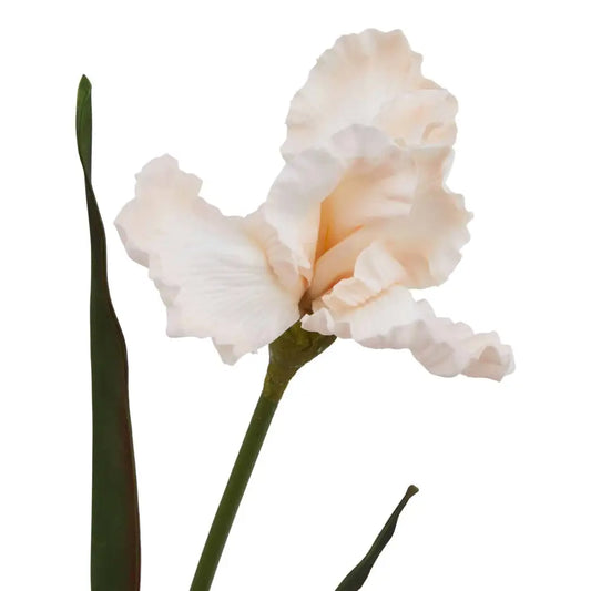Pale Apricot Fringed Iris image 1