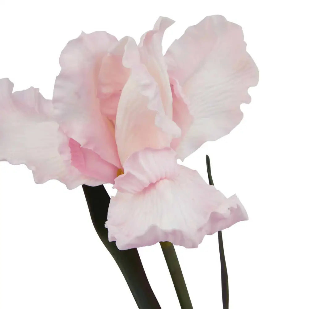 Pale Pink Fringed Iris image 2