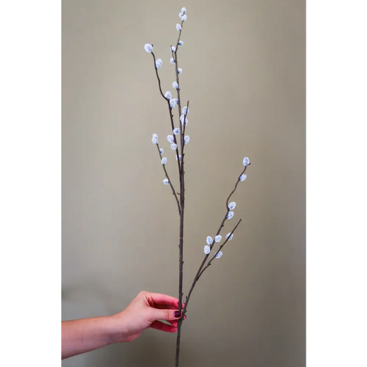 Pussy Willow Branch