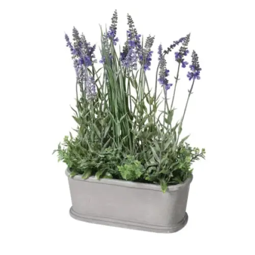 Small Lavender Bush in Pot image 0