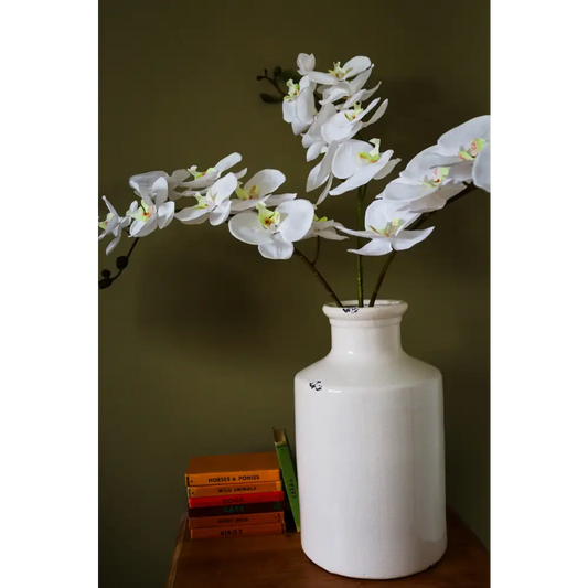 Tall White Butterfly Orchid Stem