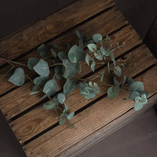 Variegated Eucalyptus image 3