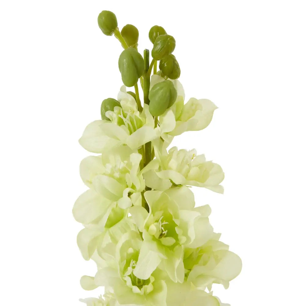 White Elatum Delphinium