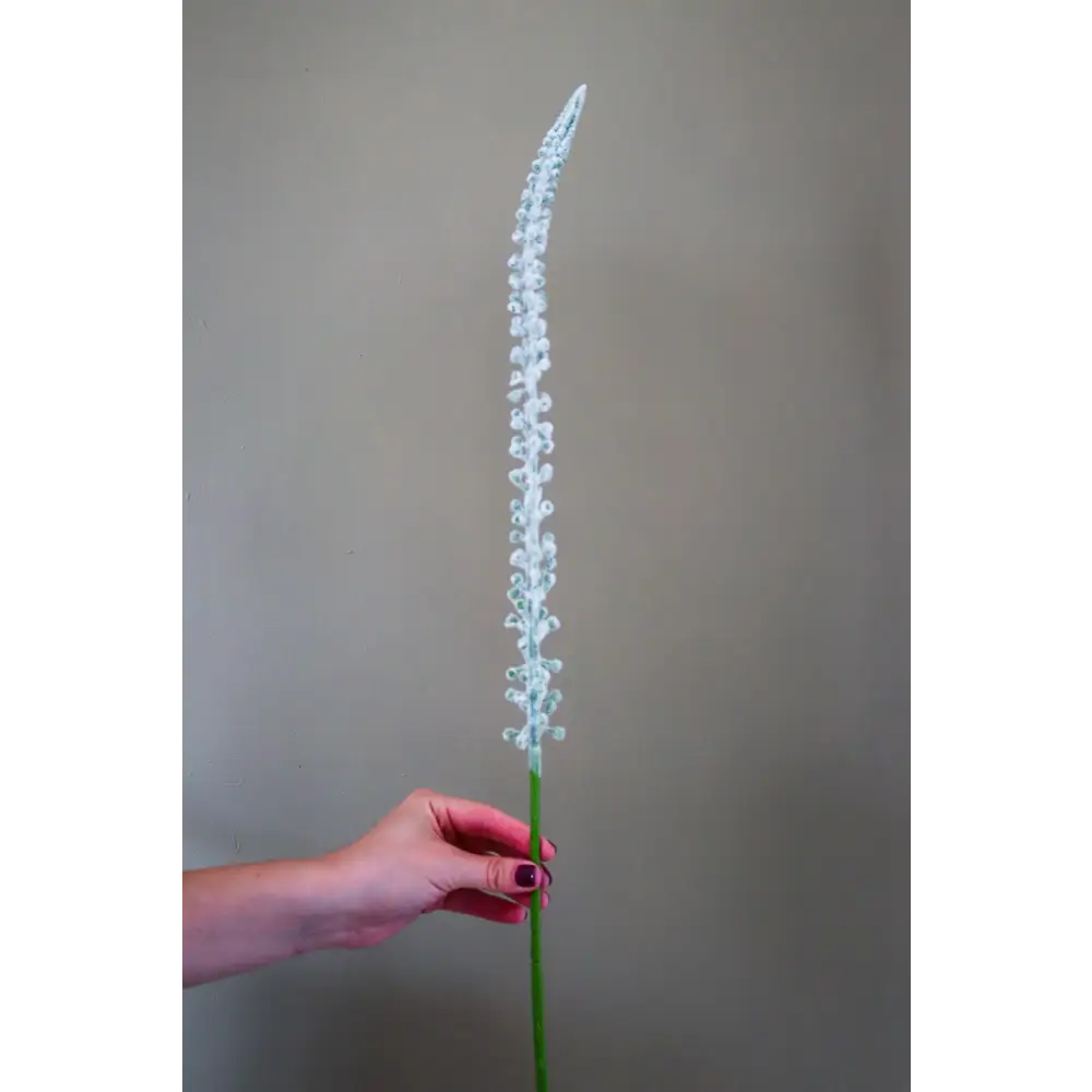 White Eremurus Stem