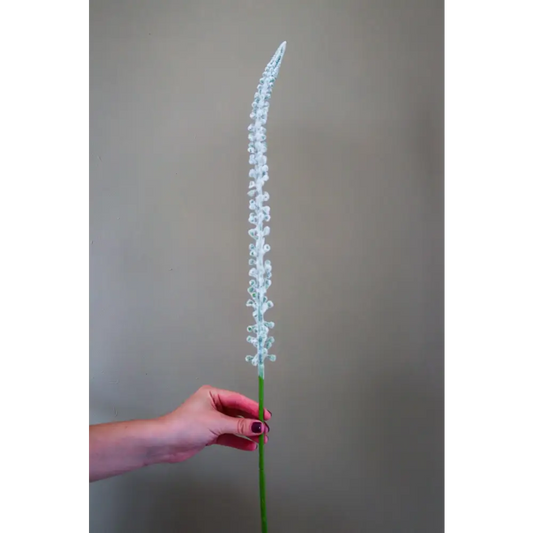 White Eremurus Stem