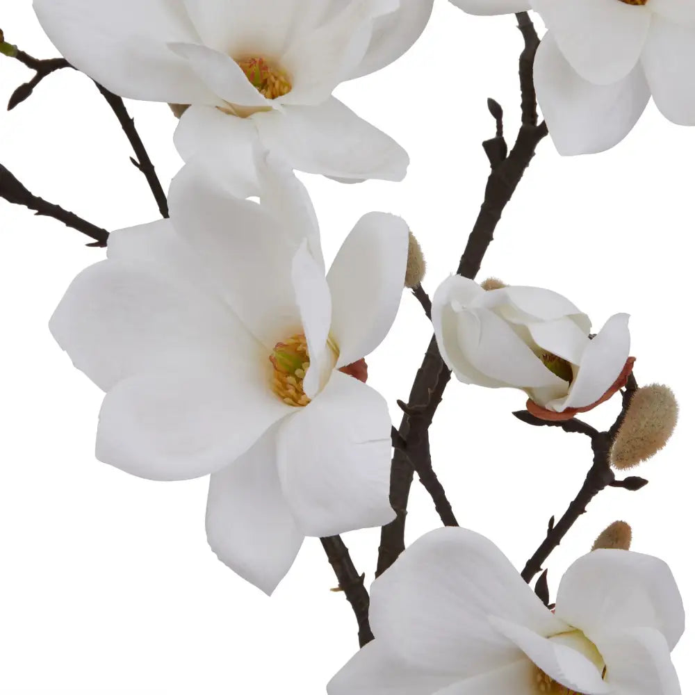 White Magnolia Stem