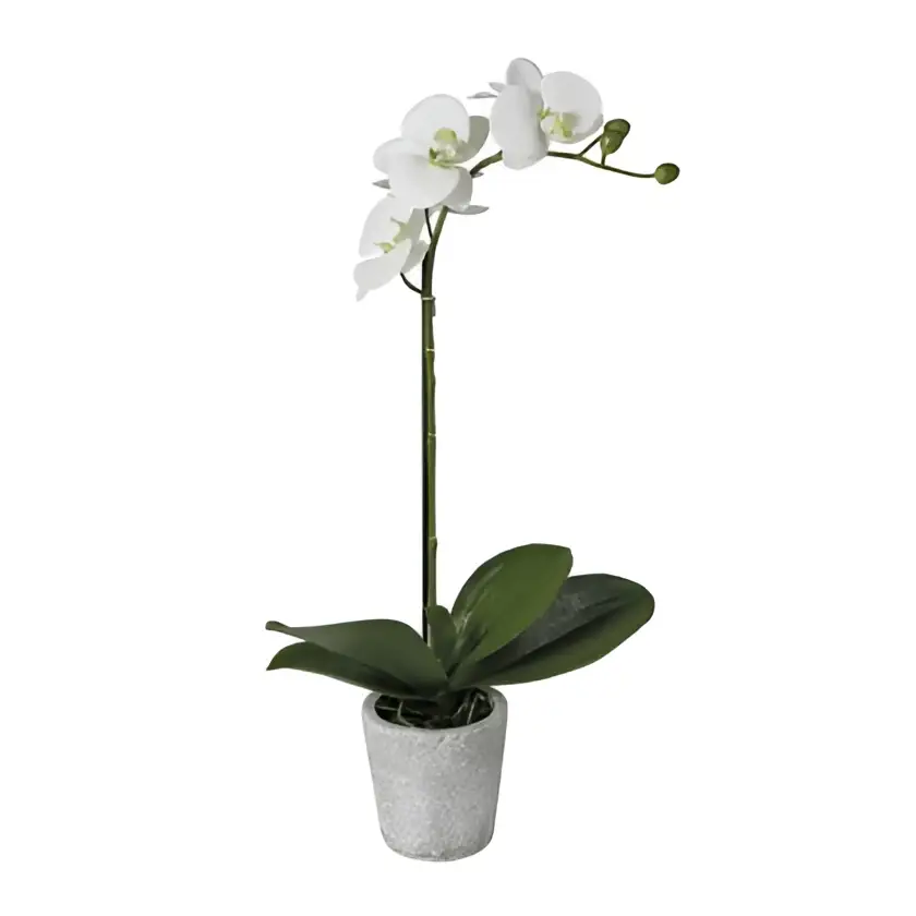 White Orchid Spray image 0