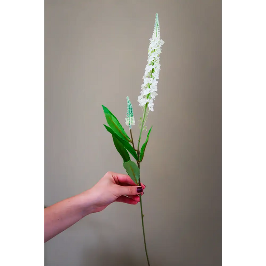 White Veronica Stem