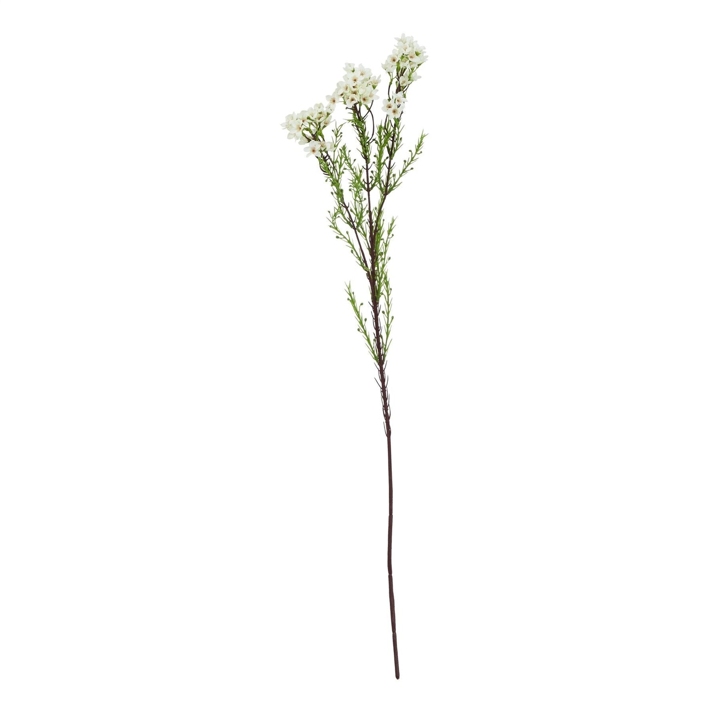 White Waxflower