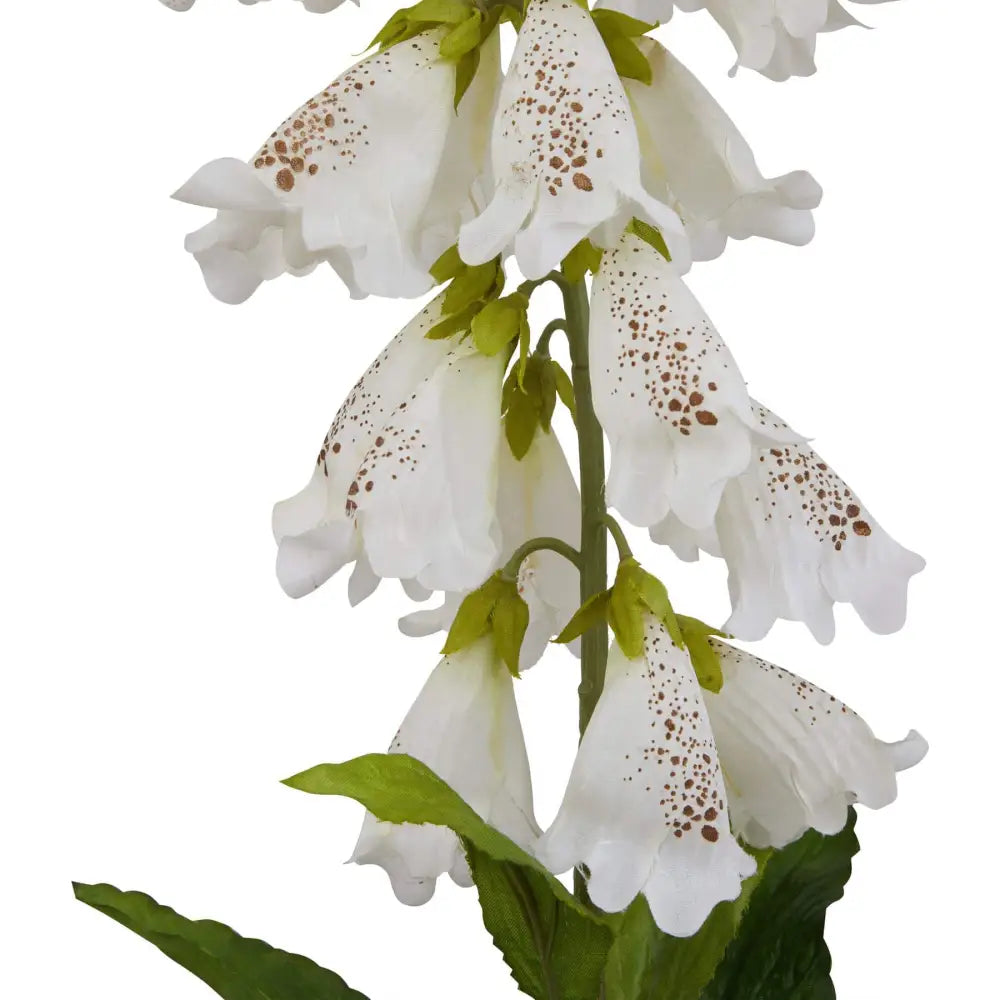 White Foxglove image 1
