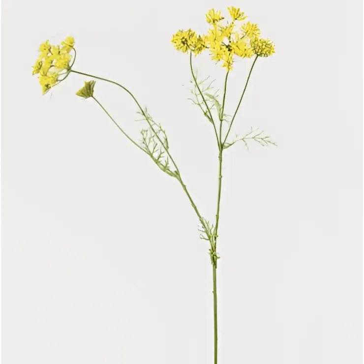 Yellow Wild Fennel image 0