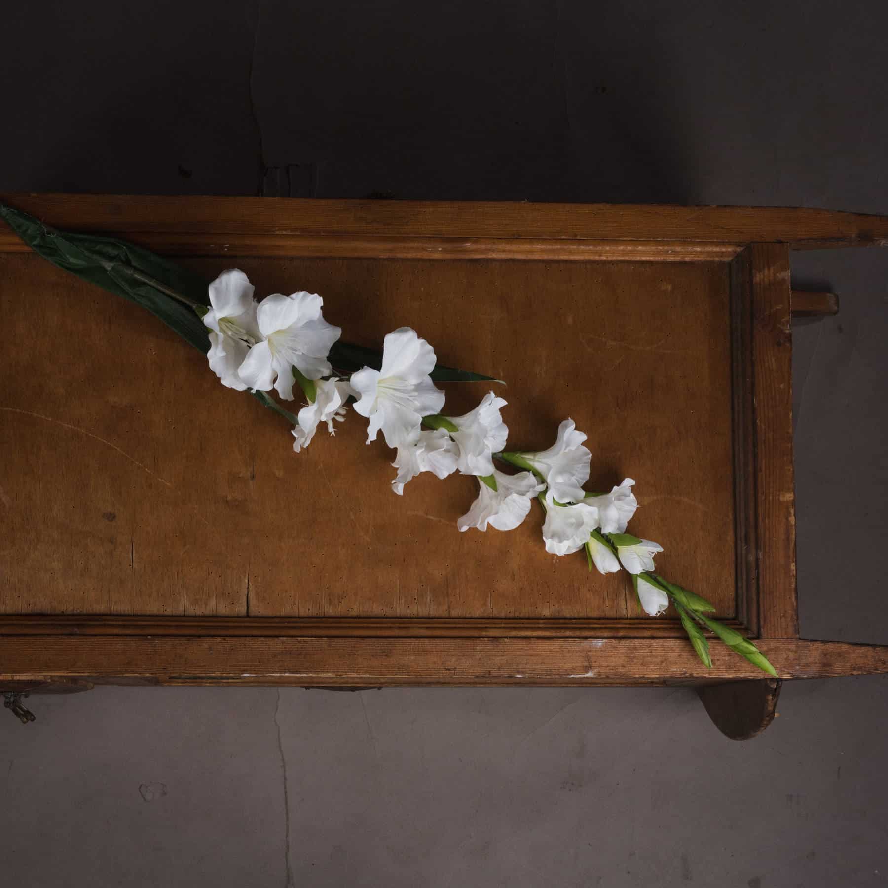 White Gladioli Stem image 1