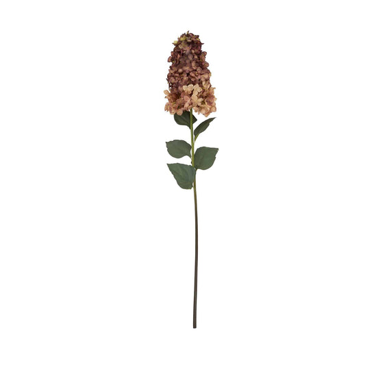 Burgundy Spear Hydrangea image 0