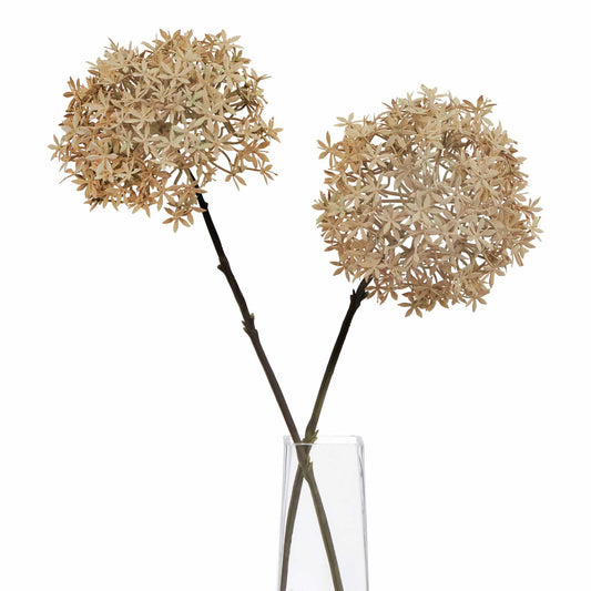 Coffee Allium image 1