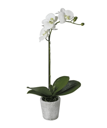 White Orchid Spray image 0