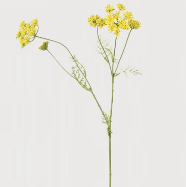 Yellow Wild Fennel image 0