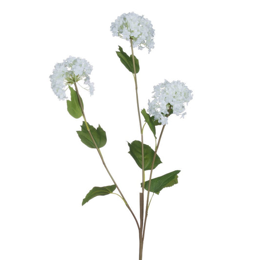 Viburnum Opulus image 0