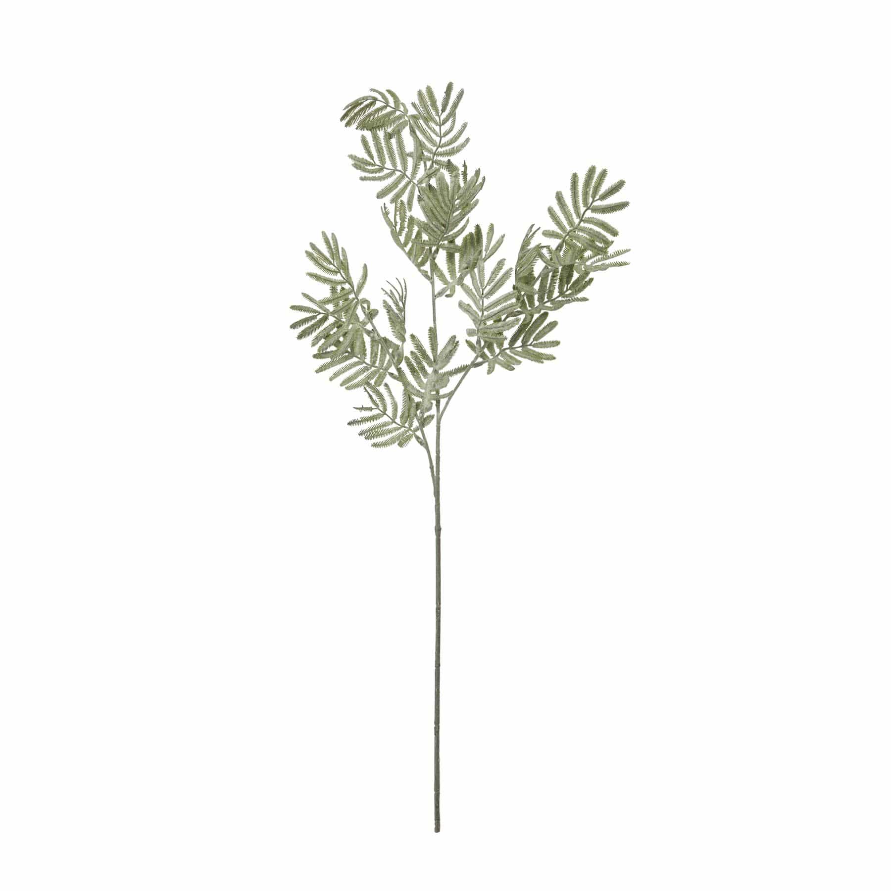 Silver Wattle Leaf image 0
