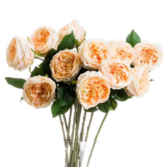 Butter Portland Rose Stem image 1