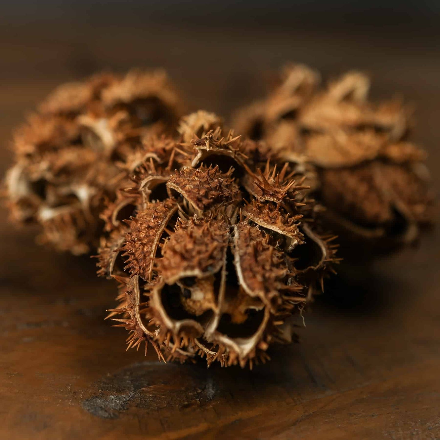 Bouquet Of Dried Protea image 1
