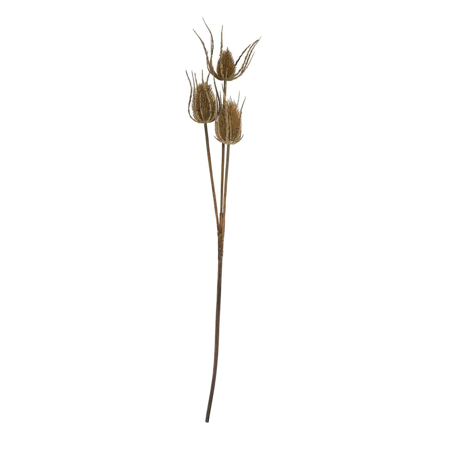 Large Brown Triple Teasle Stem image 0