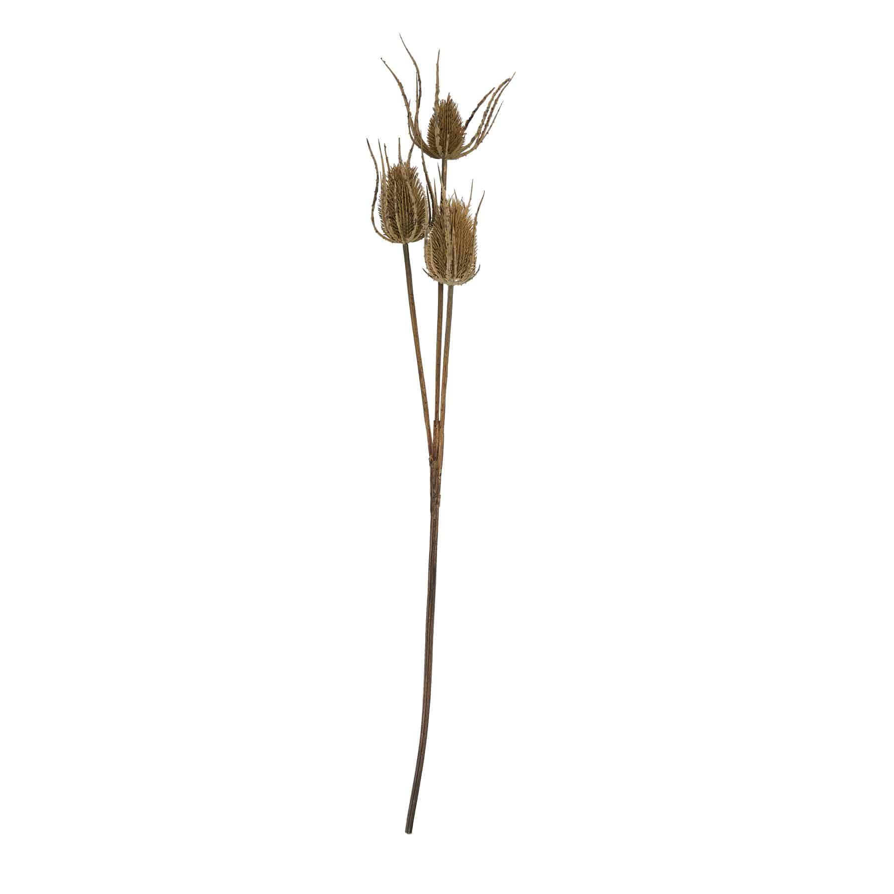 Large Brown Triple Teasle Stem image 0