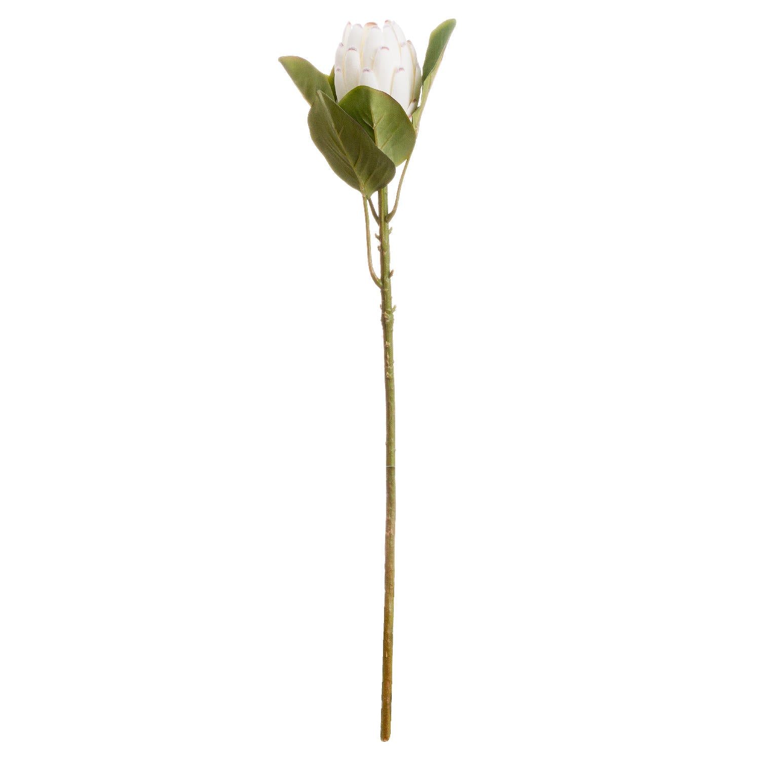 Closed White Protea image 1