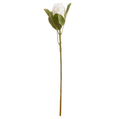 Closed White Protea image 1