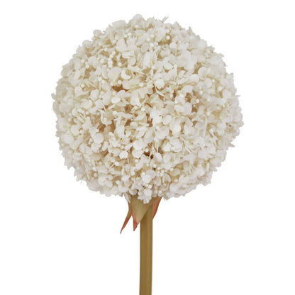 White Allium image 0