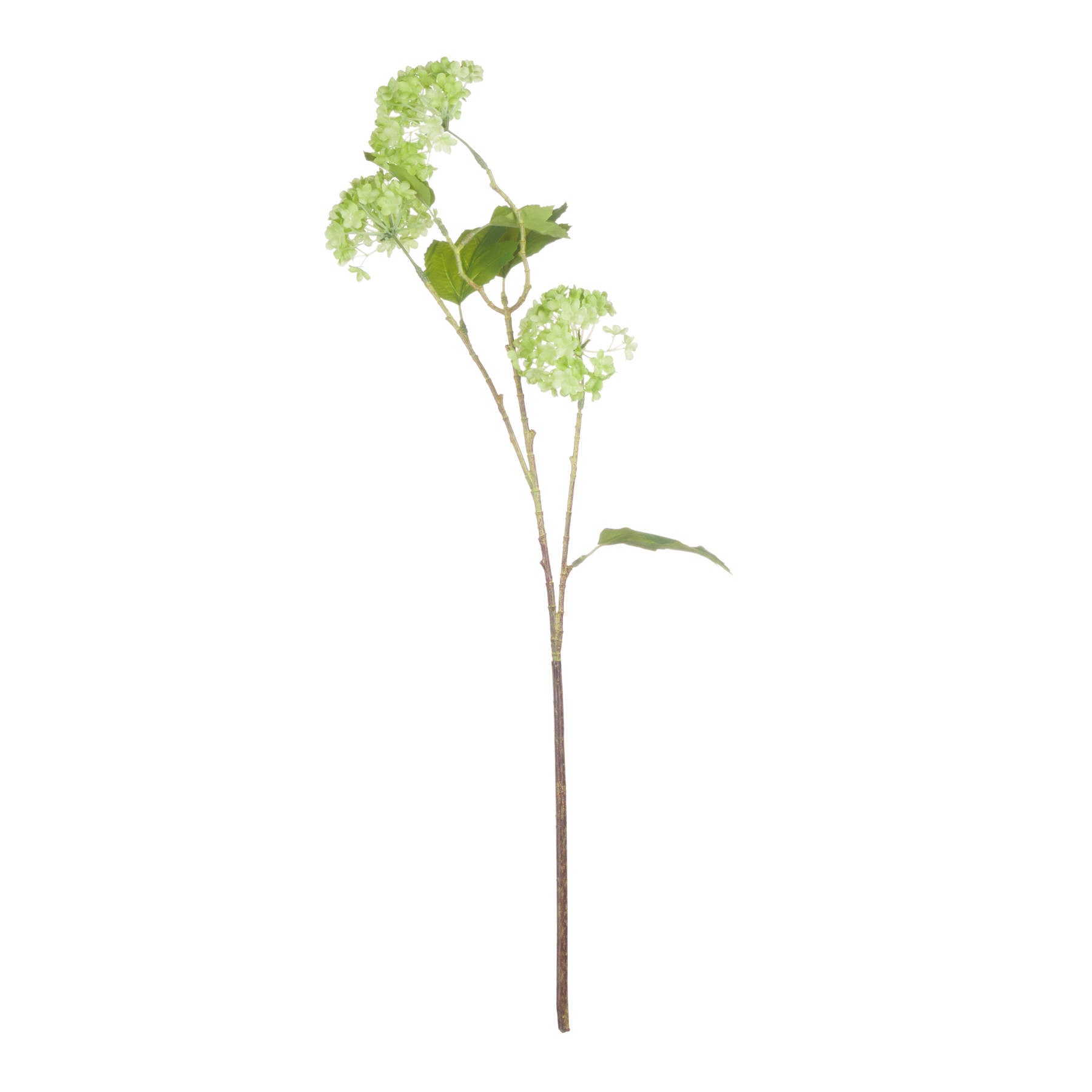 Green Viburnum Spray image 0