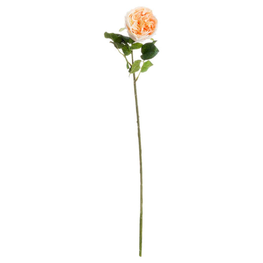 Butter Portland Rose Stem image 0